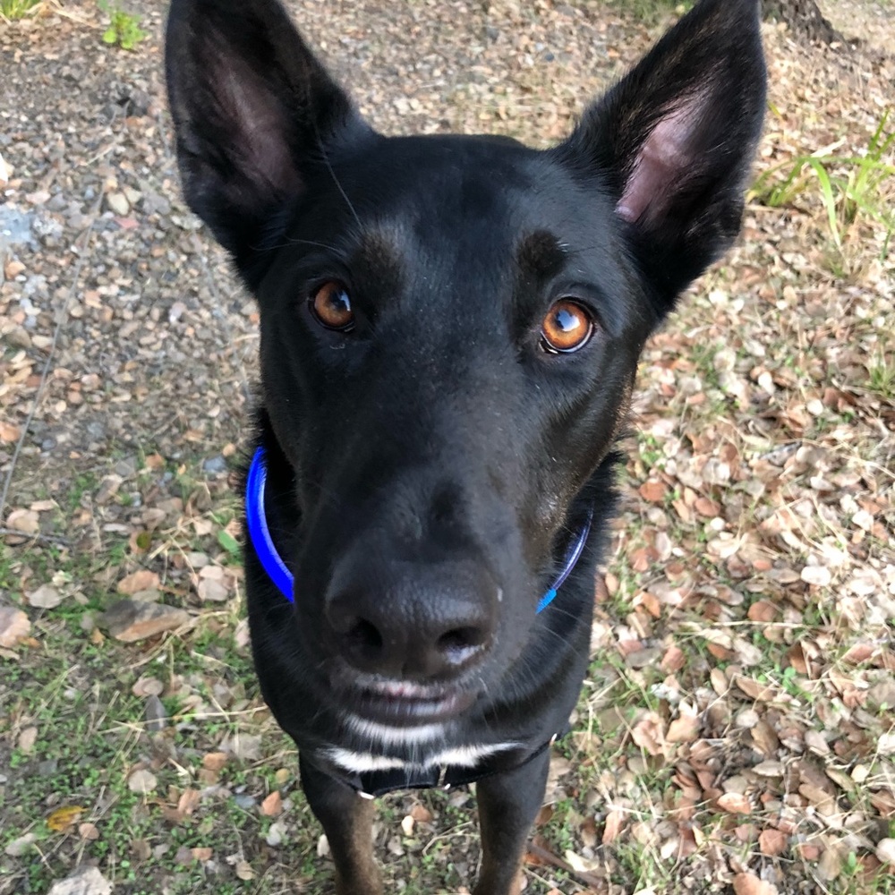 Meet your Posher, Robson